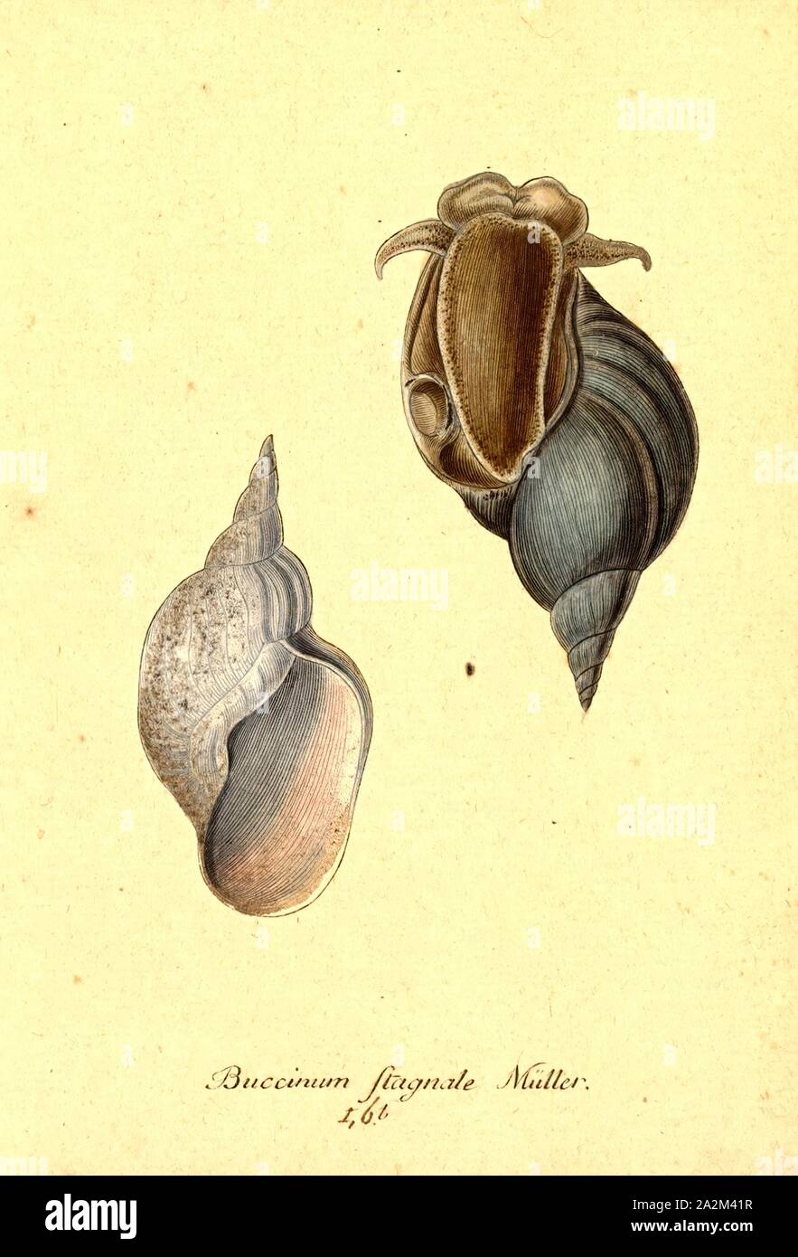 Buccinum stagnale, Print, Buccinum is a genus of medium-sized sea snails, marine gastropod molluscs in the family Buccinidae, the true whelks Stock Photo