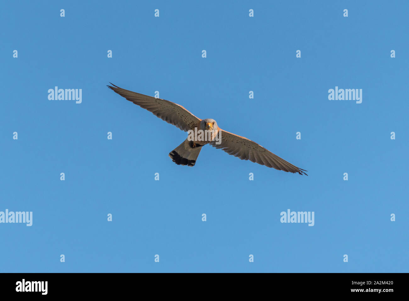 Male lesser kestrel Falco naumanni in flight Stock Photo