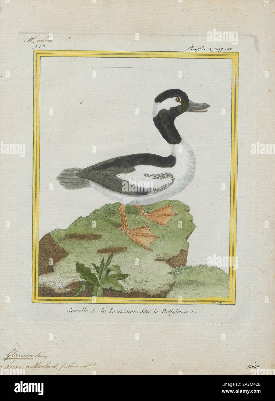 Bucephala albeola, Print, The bufflehead (Bucephala albeola) is a small sea duck of the genus Bucephala, the goldeneyes. This species was first described by Linnaeus in his Systema naturae in 1758 as Anas albeola., 1700-1880 Stock Photo