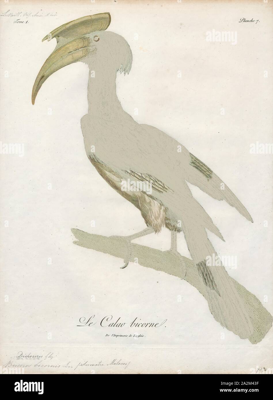Buceros bicornis, Print, The great hornbill (Buceros bicornis) also known as the great Indian hornbill or great pied hornbill, is one of the larger members of the hornbill family. It is found in the Indian subcontinent and Southeast Asia. Its impressive size and colour have made it important in many tribal cultures and rituals. The great hornbill is long-lived, living for nearly 50 years in captivity. It is predominantly frugivorous, but is an opportunist and will prey on small mammals, reptiles and birds., 1801 Stock Photo