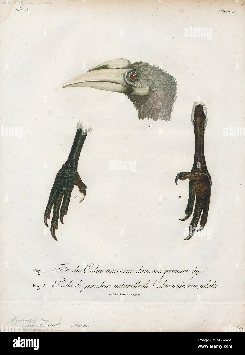 Buceros coronatus, Print, Buceros is a genus of large Asian hornbills (family Bucerotidae)., head and leg Stock Photo
