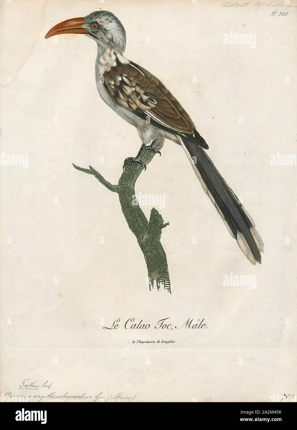 Buceros erythrorhynchus, Print, Buceros is a genus of large Asian hornbills (family Bucerotidae)., 1796-1808 Stock Photo