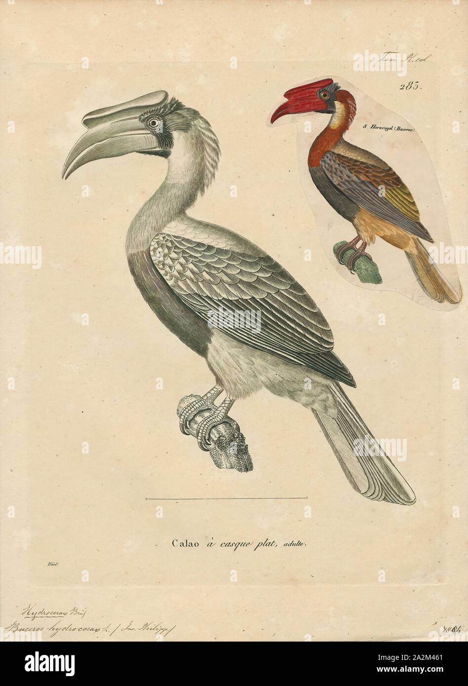 Buceros hydrocorax, Print, The rufous hornbill (Buceros hydrocorax), also known as the Philippine hornbill and locally as kalaw (pronounced kah-lau), is a large species of hornbill., 1700-1880 Stock Photo