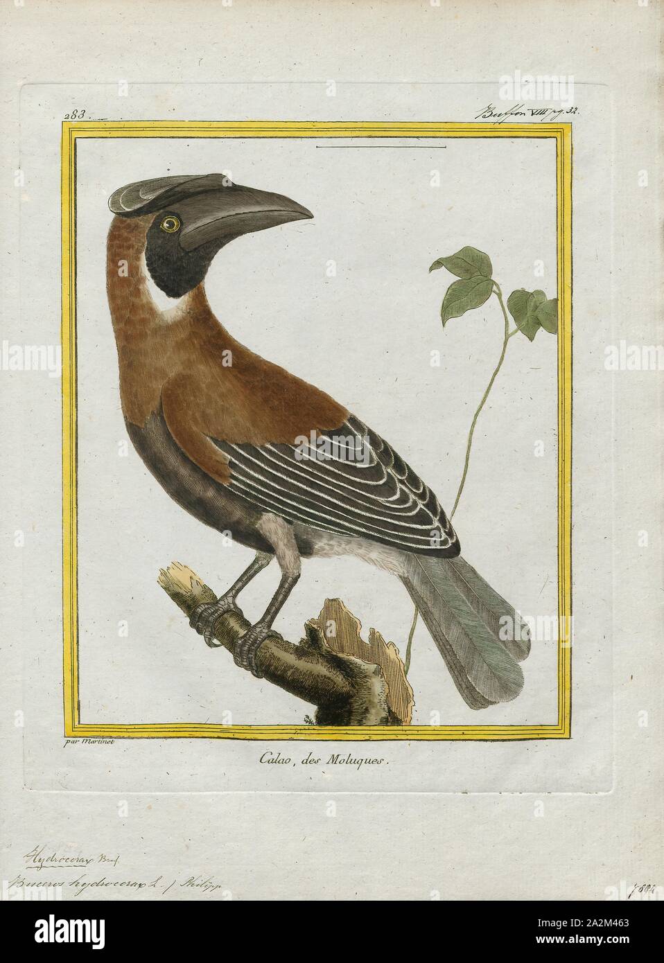 Buceros hydrocorax, Print, The rufous hornbill (Buceros hydrocorax), also known as the Philippine hornbill and locally as kalaw (pronounced kah-lau), is a large species of hornbill., 1700-1880 Stock Photo