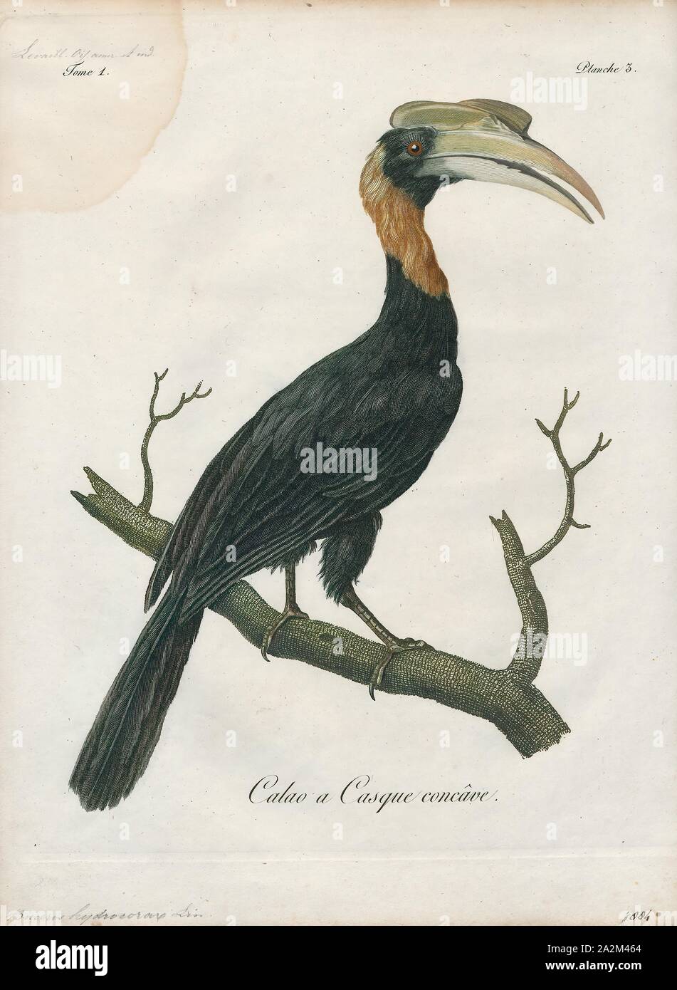 Buceros hydrocorax, Print, The rufous hornbill (Buceros hydrocorax), also known as the Philippine hornbill and locally as kalaw (pronounced kah-lau), is a large species of hornbill., 1801 Stock Photo