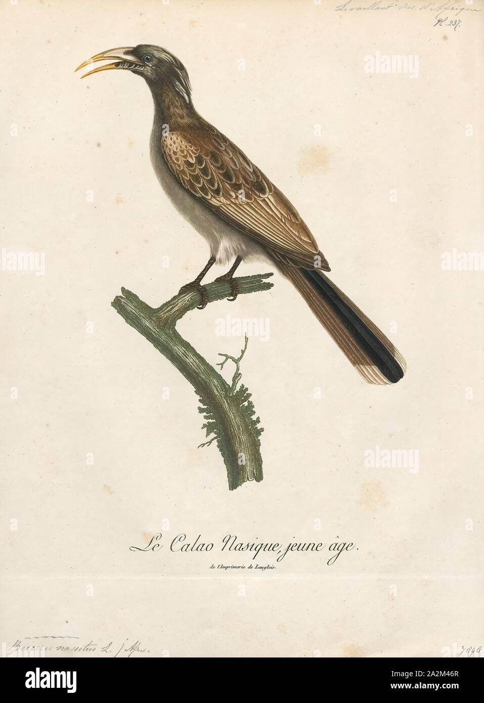 Buceros nasutus, Print, Buceros is a genus of large Asian hornbills (family Bucerotidae)., 1796-1808 Stock Photo