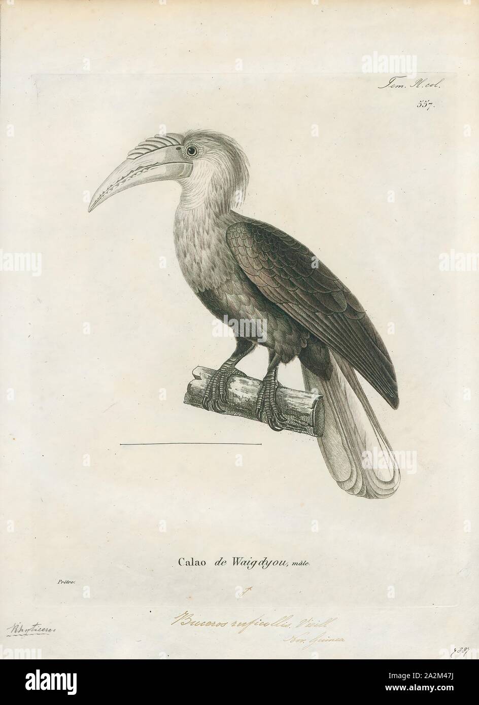 Buceros ruficollis, Print, Buceros is a genus of large Asian hornbills (family Bucerotidae)., 1700-1880 Stock Photo