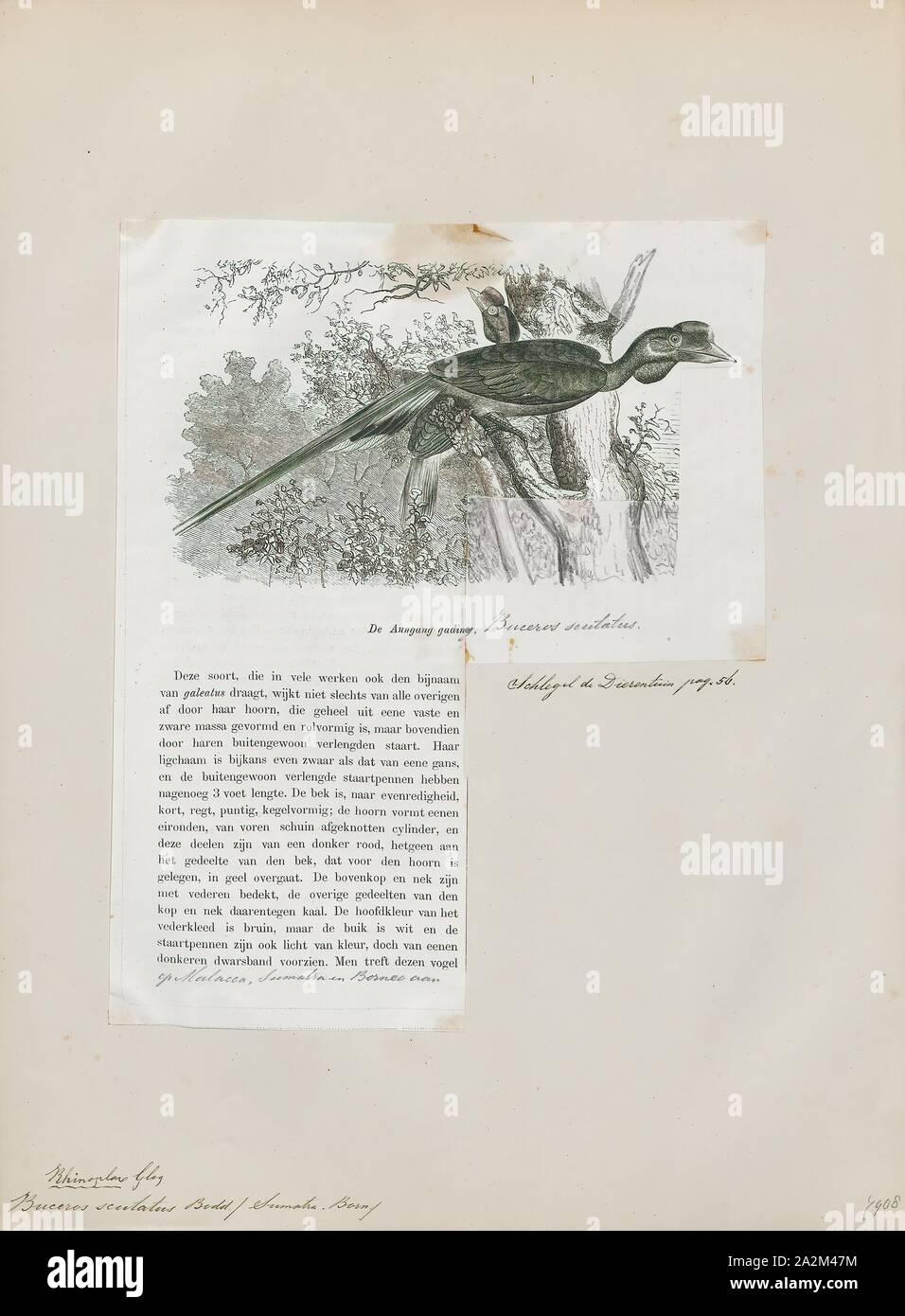 Buceros scutatus, Print, Buceros is a genus of large Asian hornbills (family Bucerotidae)., 1872 Stock Photo