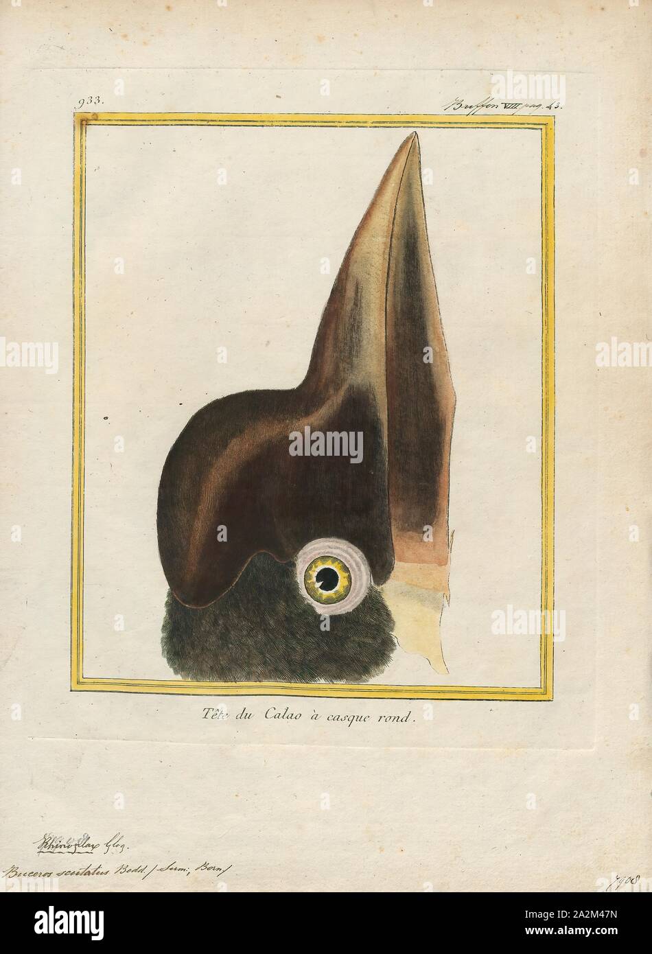 Buceros scutatus, Print, Buceros is a genus of large Asian hornbills (family Bucerotidae)., head Stock Photo