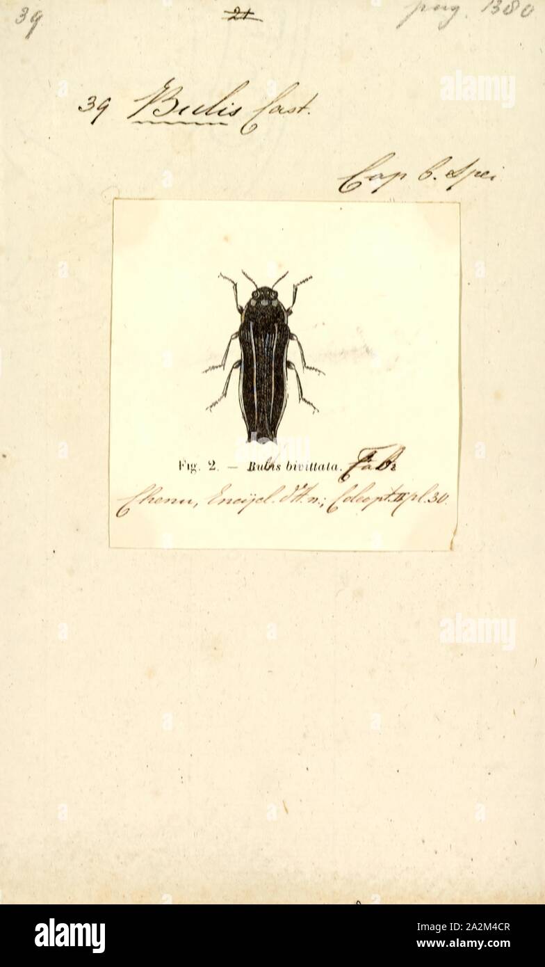 Bulis, Print, Bulis bivittata is a species of beetle in the family Buprestidae, the only species in the genus Bulis Stock Photo