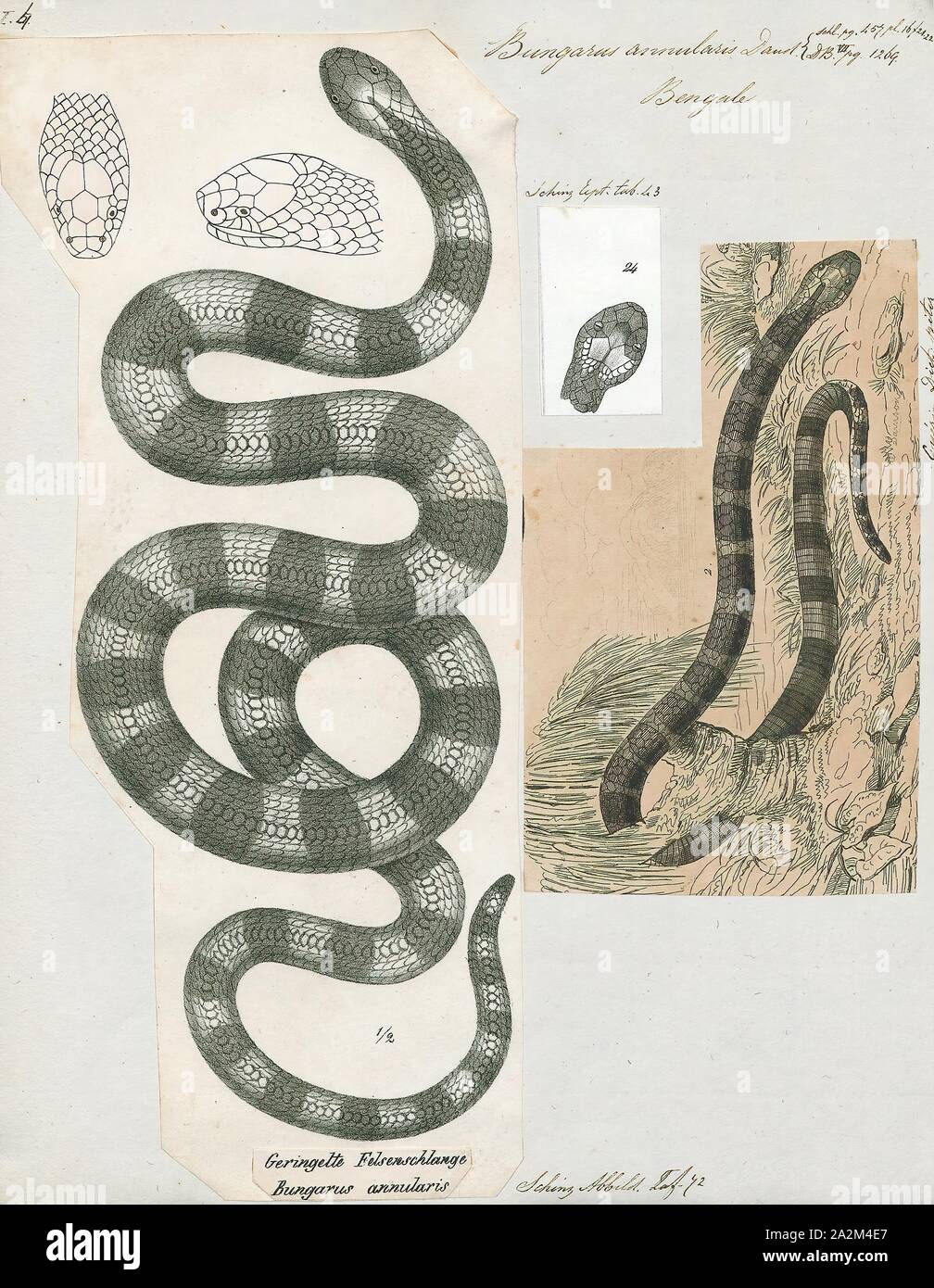 Bungarus annularis, Print, Bungarus is a genus of venomous elapid snakes, the kraits, found in South and Southeast Asia. The genus Bungarus has 15 species., 1700-1880 Stock Photo