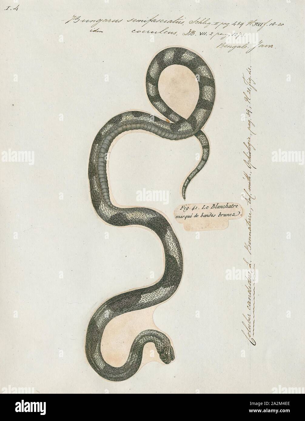 Bungarus semifasciatus, Print, Bungarus is a genus of venomous elapid snakes, the kraits, found in South and Southeast Asia. The genus Bungarus has 15 species., 1700-1880 Stock Photo