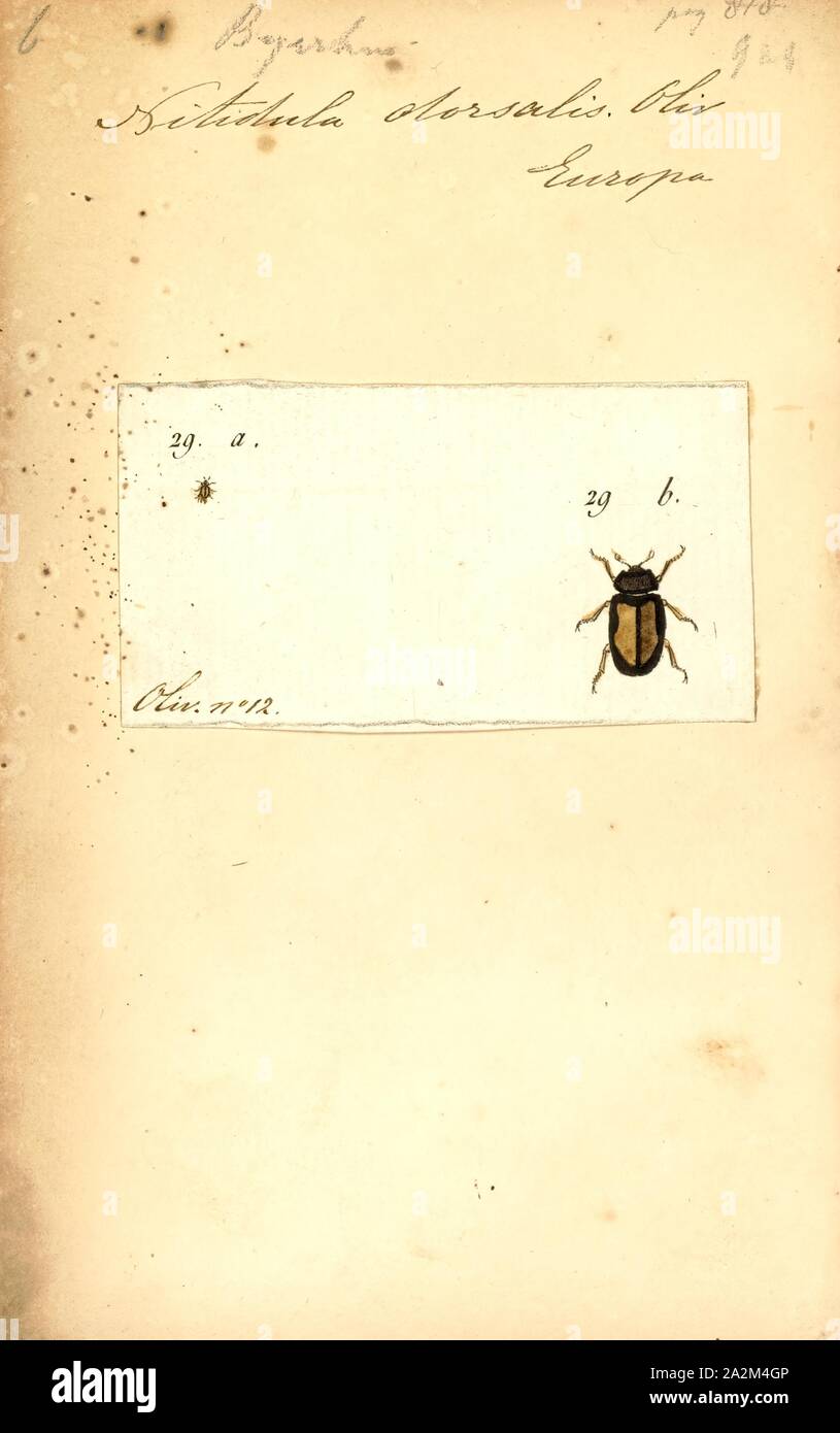 Byrrhus, Print, Byrrhus is a genus of pill beetles in the family Byrrhidae. There are at least 30 described species in Byrrhus Stock Photo