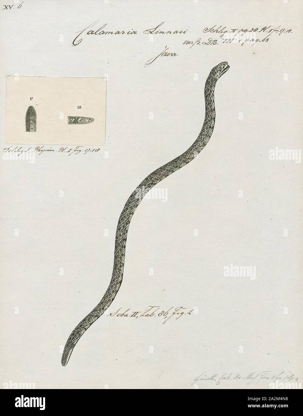 Calamaria linnaei, Print, Linne's Dwarf Snake, 1734-1765 Stock Photo