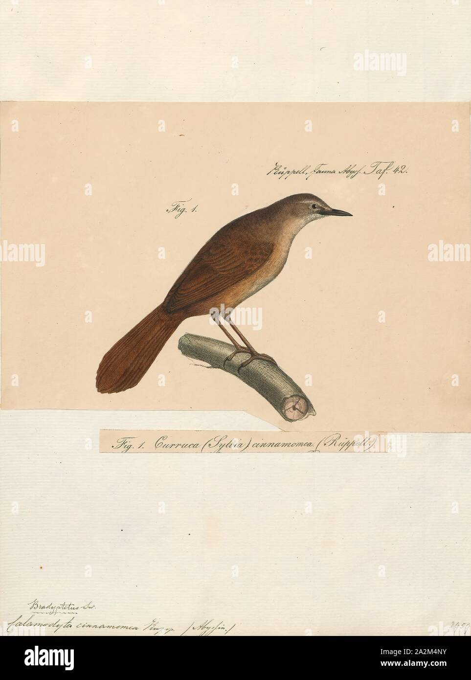 Calamodyta cinnamomea, Print, 1835 Stock Photo