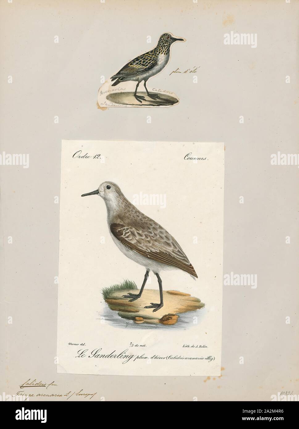 Calidris arenaria, Print, Calidris is a genus of Arctic-breeding, strongly migratory wading birds in the family Scolopacidae. The genus name is from Ancient Greek kalidris or skalidris, a term used by Aristotle for some grey-coloured waterside birds., 1700-1880 Stock Photo