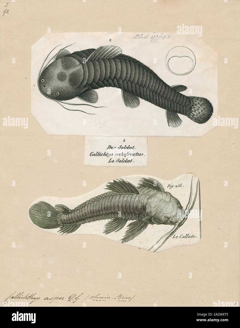 Callichthys asper, Print Stock Photo