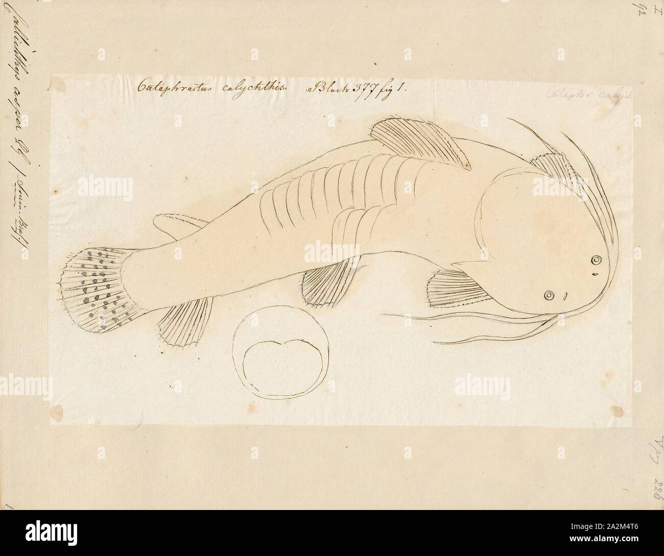 Callichthys asper, Print, 1700-1880 Stock Photo