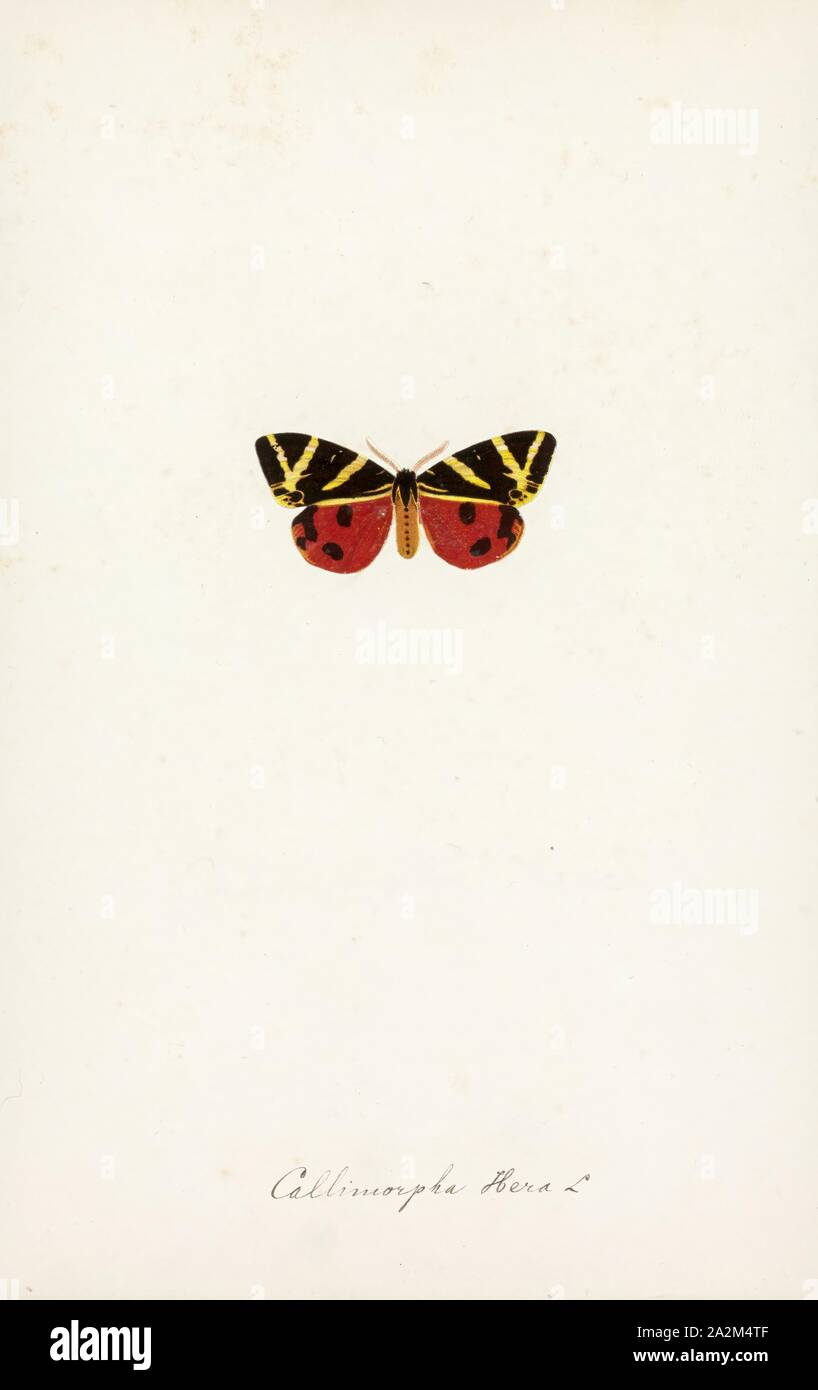 Callimorpha, Print, Callimorpha is a genus of tiger moths in the family Erebidae Stock Photo