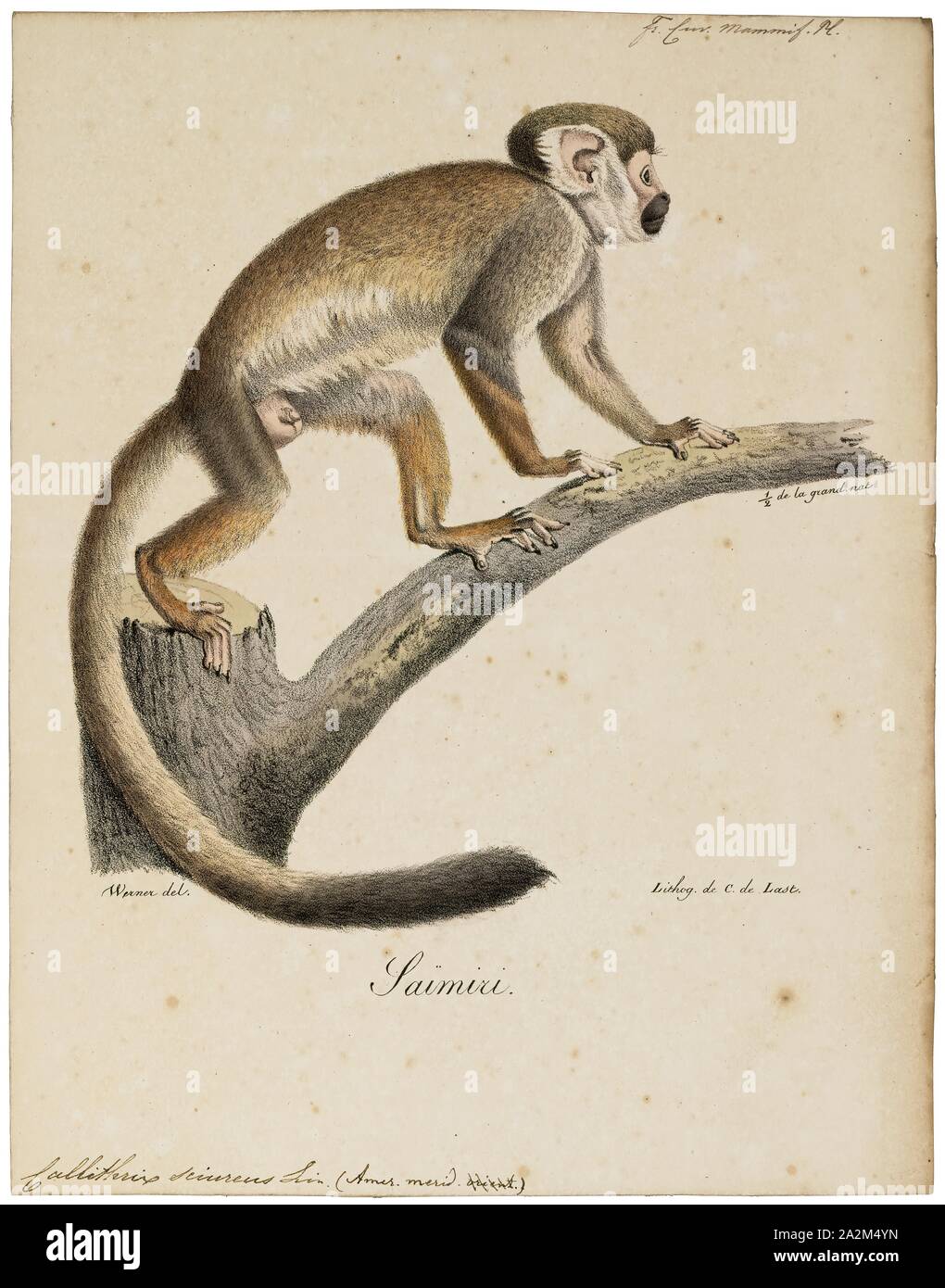 Callithrix sciureus, Print, Callithrix is a genus of New World monkeys of the family Callitrichidae, the family containing marmosets and tamarins. The genus contains the Atlantic Forest marmosets. The name Callithrix is derived from the Greek words kallos, meaning beautiful, and thrix, meaning hair., 1818-1842 Stock Photo