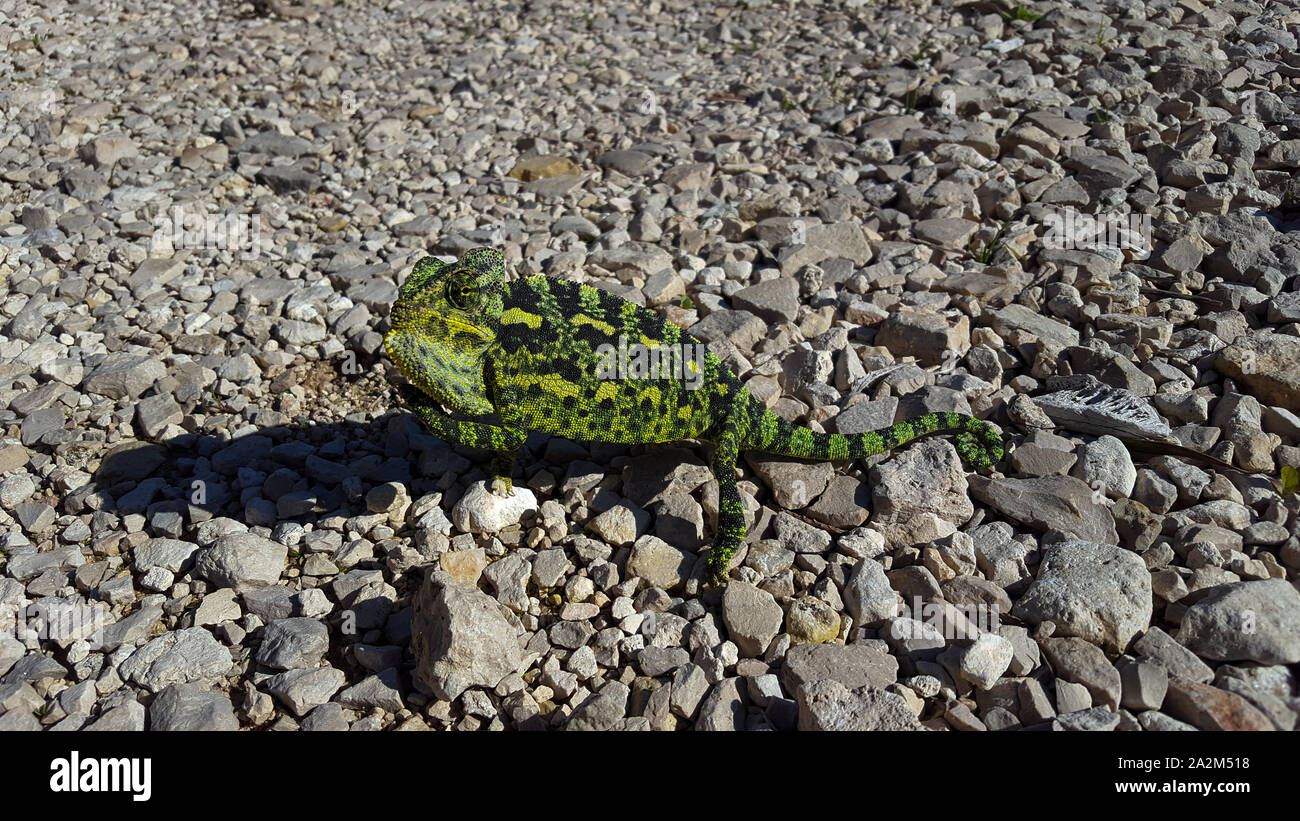 Mediterranean chameleon (Chamaeleo chamaeleon) זיקית מובהקת Stock Photo