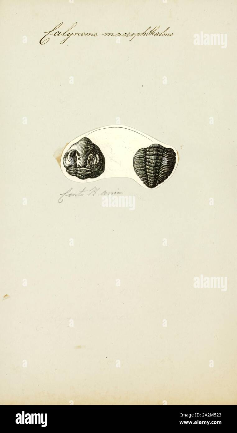 Calymene Macrophthalma Print Calymene Meaning Beautiful Crescent As A Reference To The Glabella Is A Genus Of Trilobites In The Order Phacopida That Are Found Throughout North America North Africa And Europe Calymene Macrophthalma Print Calymene Meaning Beautiful Crescent As A Reference To The Glabella Is A Genus Of Trilobites In The Order Phacopida That Are Found Throughout North America North Africa And Europe