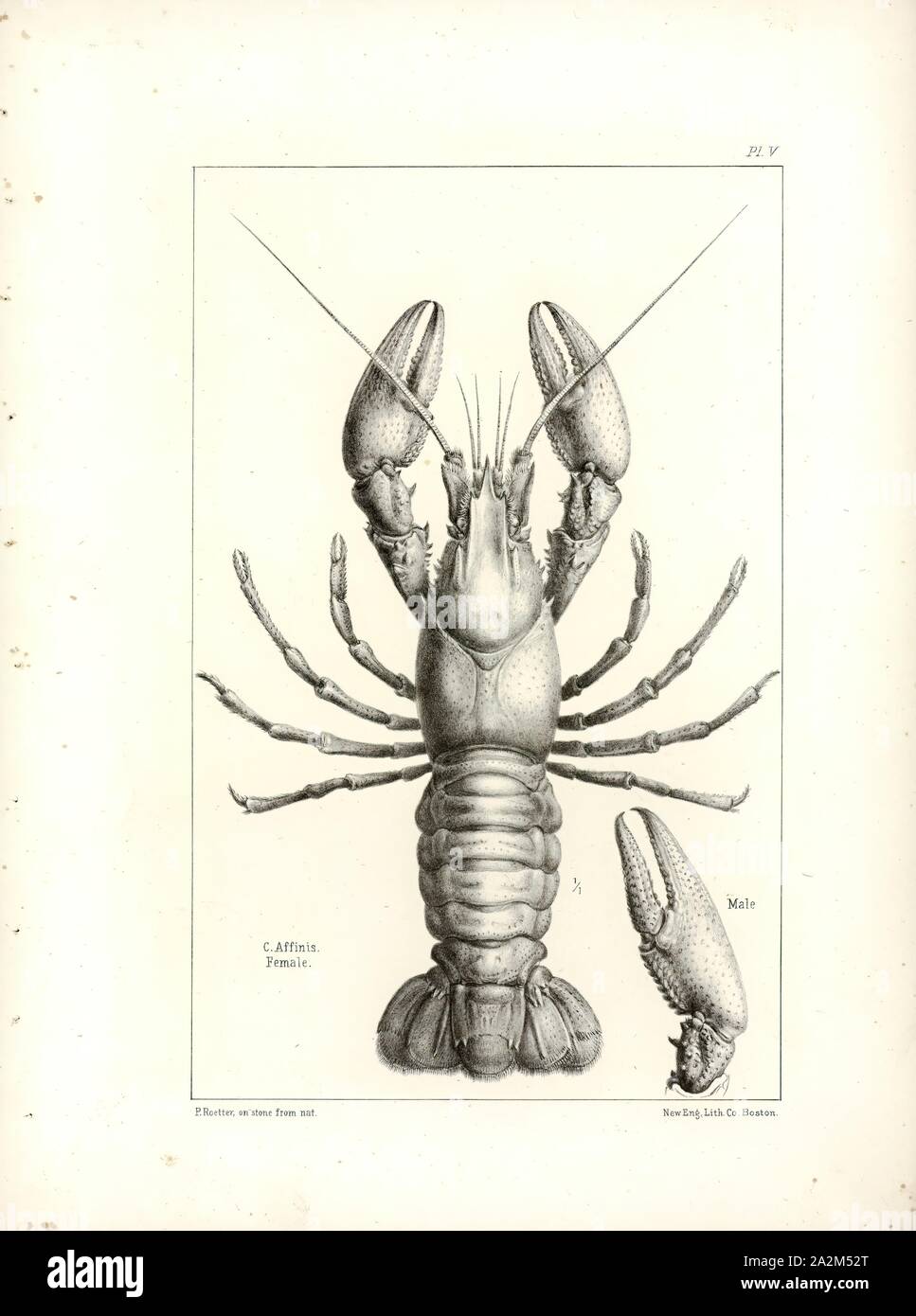 Cambarus affinis, Print Stock Photo