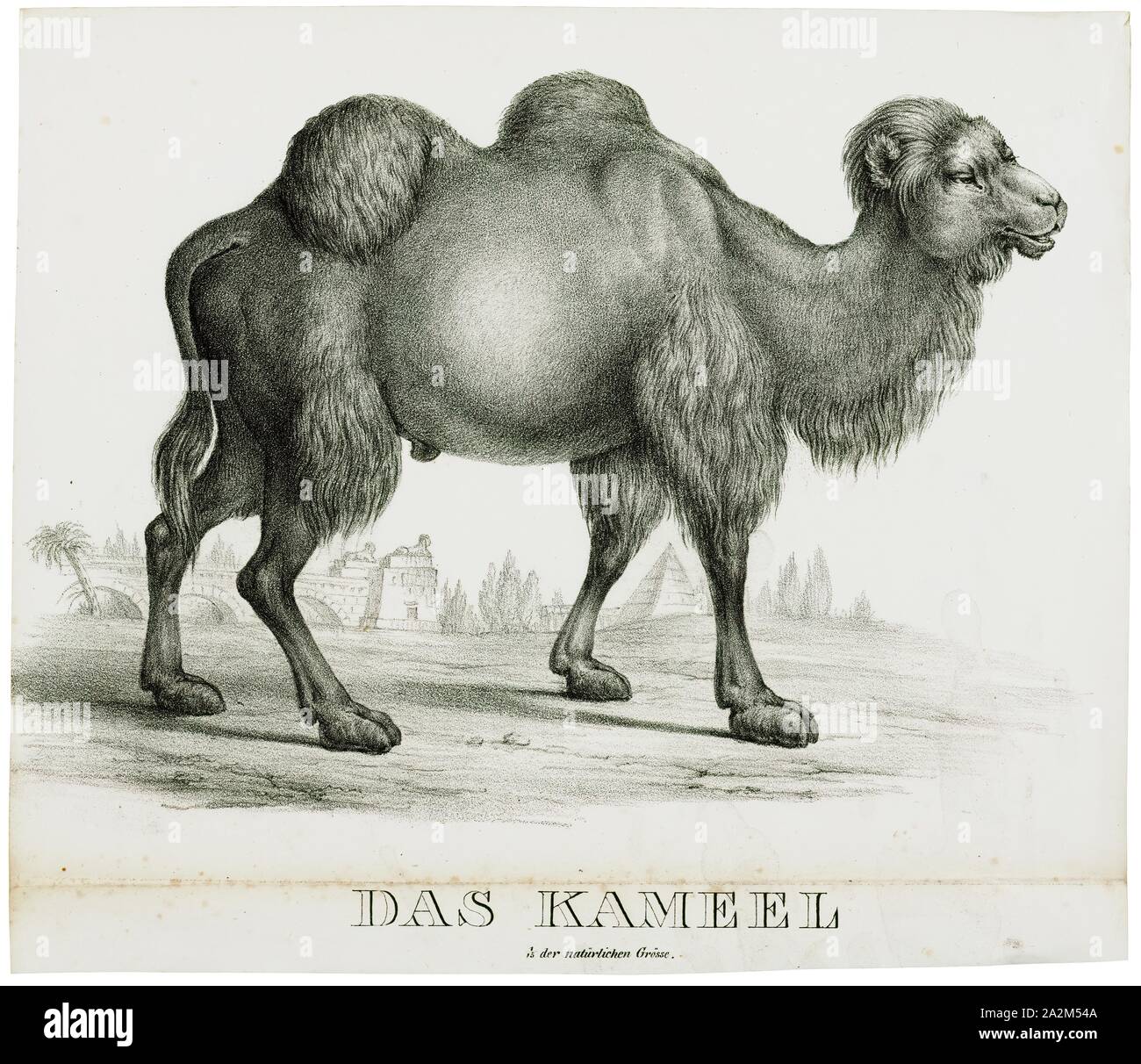 Camelus Dromedarius Print The Dromedary Also Called The Arabian Camel Camelus Dromedarius Is A Large Even Toed Ungulate With One Hump On Its Back The Dromedary Is The Tallest Of The Three Species