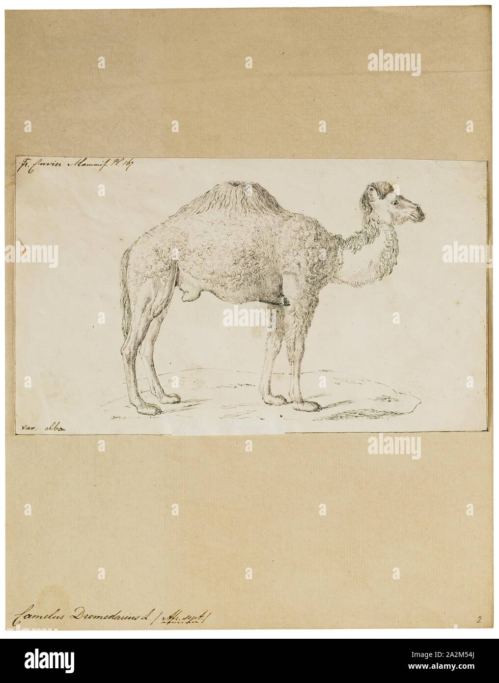 Camelus Dromedarius Print The Dromedary Also Called The Arabian Camel Camelus Dromedarius Is A Large Even Toed Ungulate With One Hump On Its Back The Dromedary Is The Tallest Of The Three Species