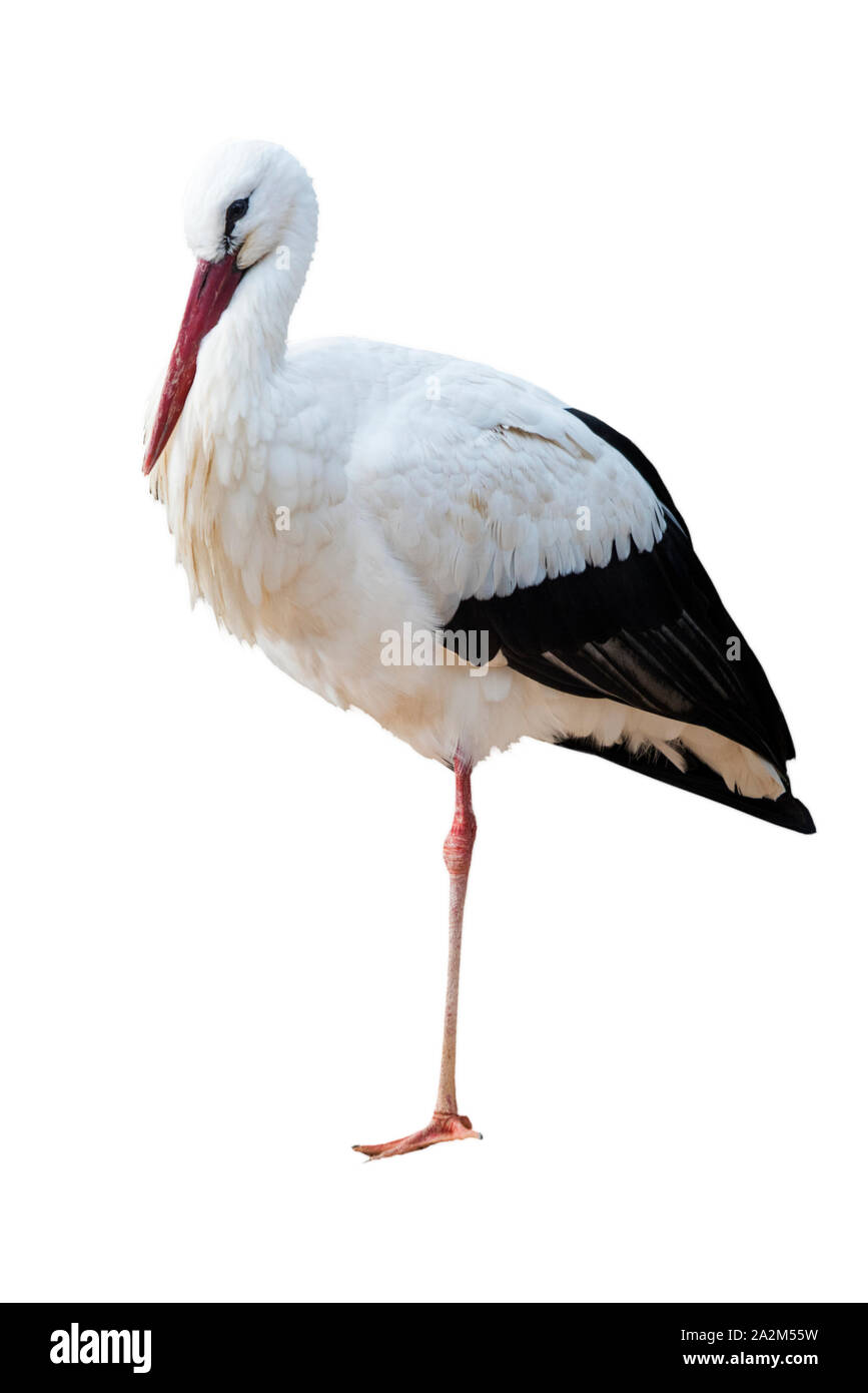 White stork isolated on white background Stock Photo