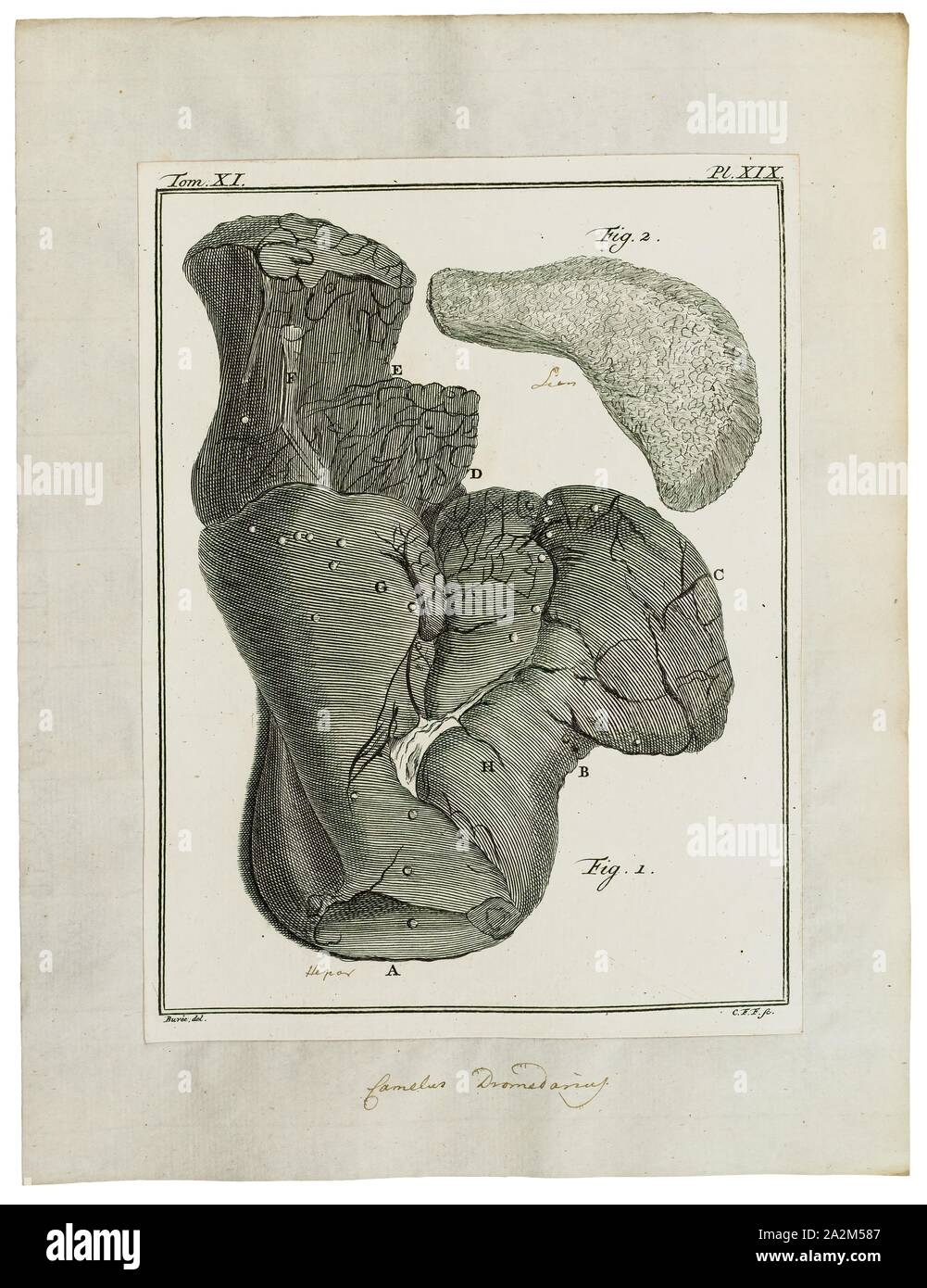 Camelus dromedarius, Print, The dromedary, also called the Arabian ...