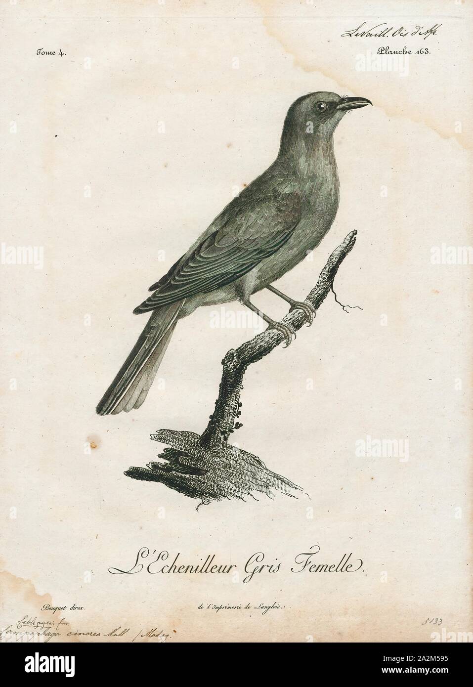 Campephaga caesia, Print, Campephaga is a genus of bird in the cuckoo