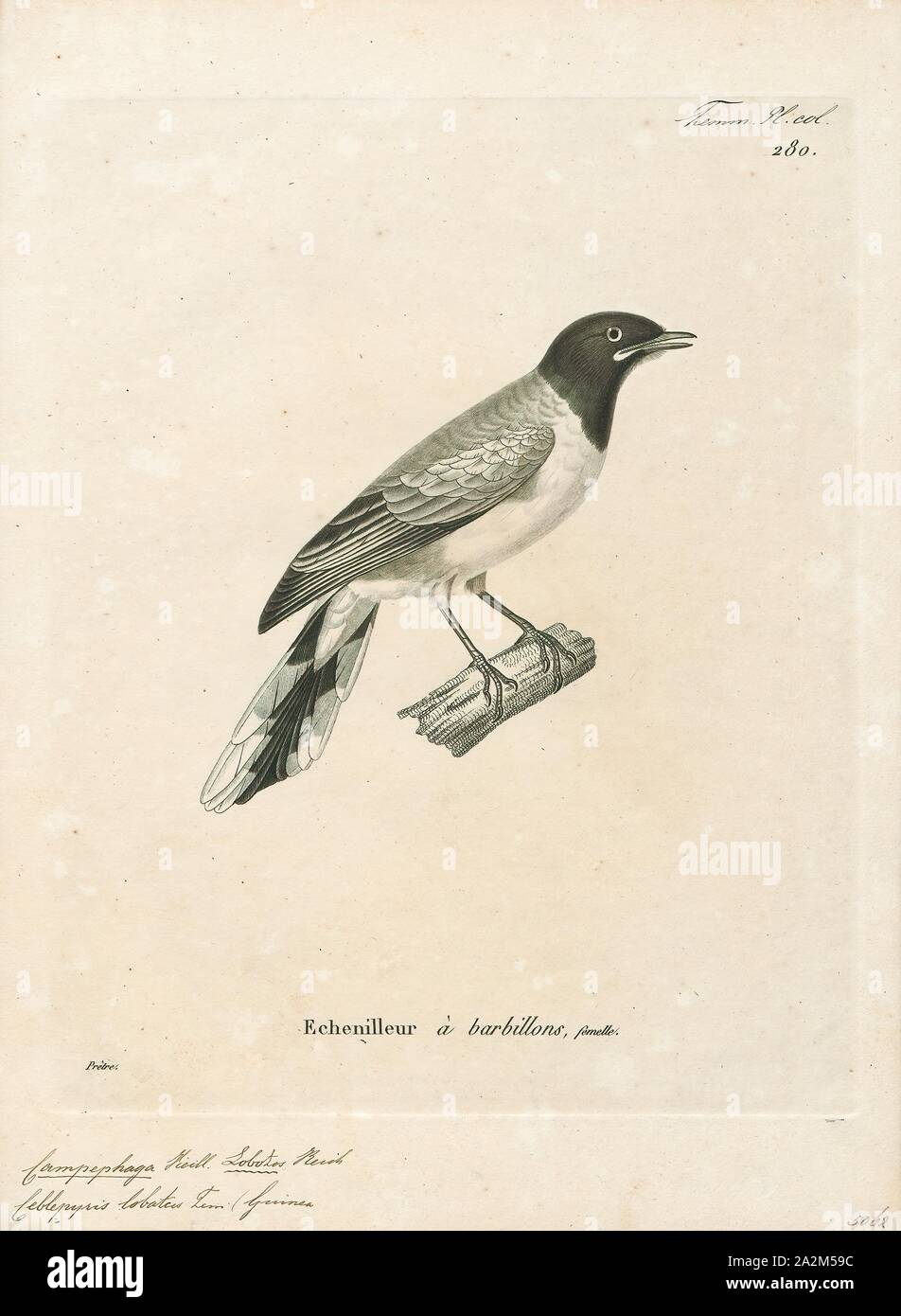 Campephaga lobata, Print, The western wattled cuckooshrike or Ghana ...