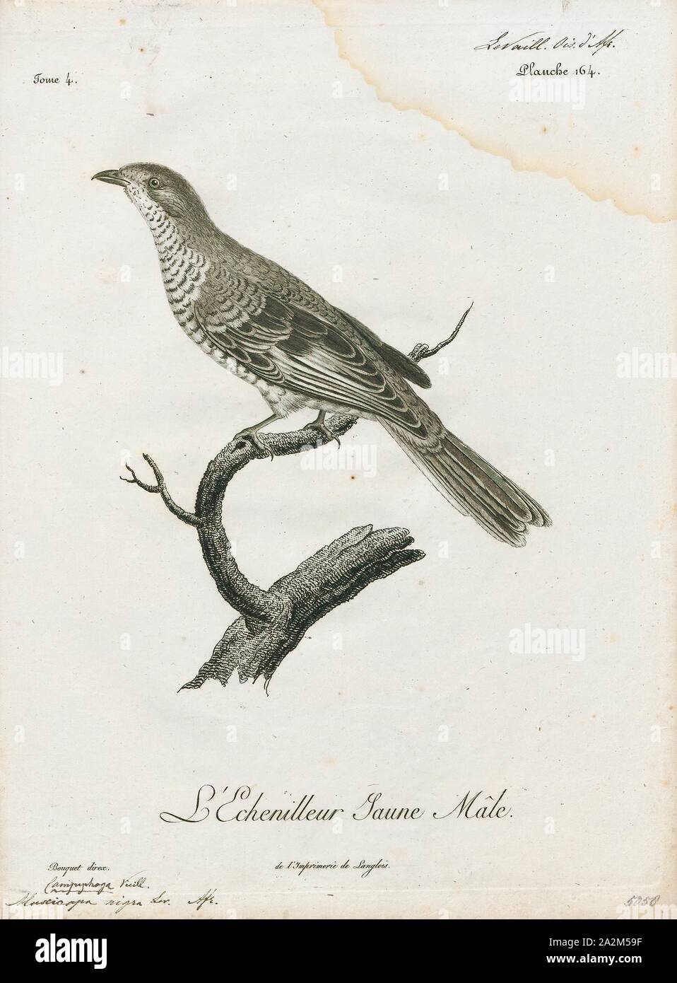 Campephaga nigra, Print, Campephaga is a genus of bird in the cuckoo