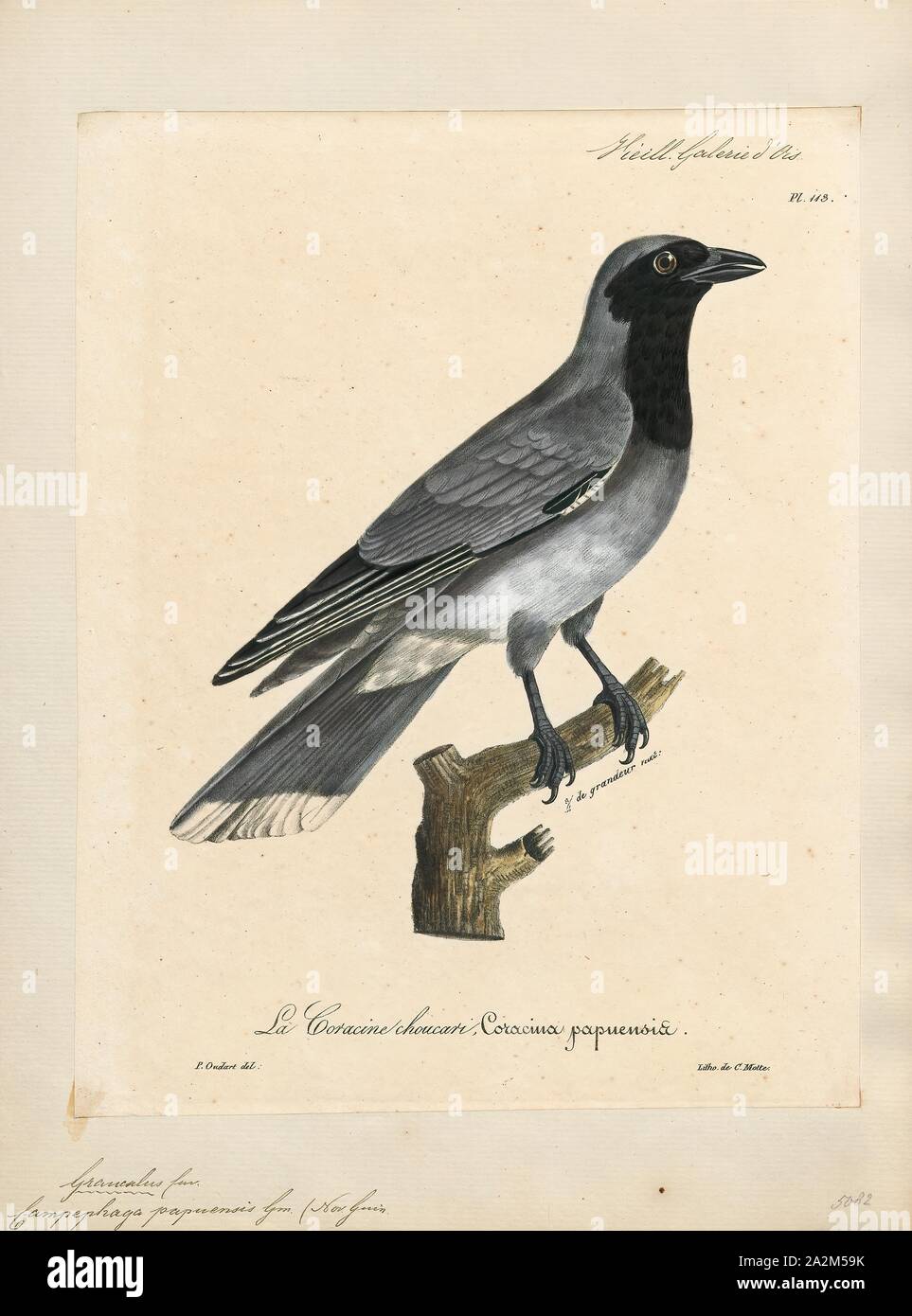Campephaga papuensis, Print, Campephaga is a genus of bird in the