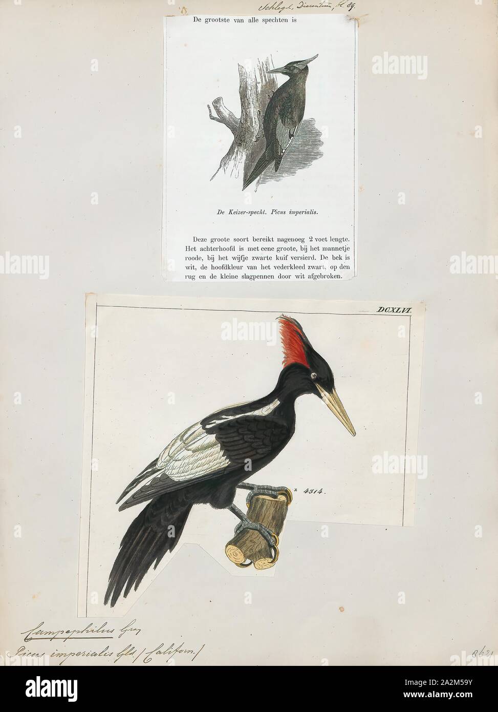 Campephilus imperialis, Print, The imperial woodpecker (Campephilus imperialis) is a species of bird, a member of the woodpecker family Picidae. The genus Campephilus is essentially a tropical one, embracing 13 species, including the imperial woodpecker. If it is not extinct, it is the world's largest woodpecker species, at 56–60 cm (22–23.5 in) long. Researchers have discovered that the imperial woodpecker has slow climbing strides and a fast wing-flap rate compared with other woodpeckers. Owing to its close taxonomic relationship, and its similarity in appearance, to the ivory-billed Stock Photo