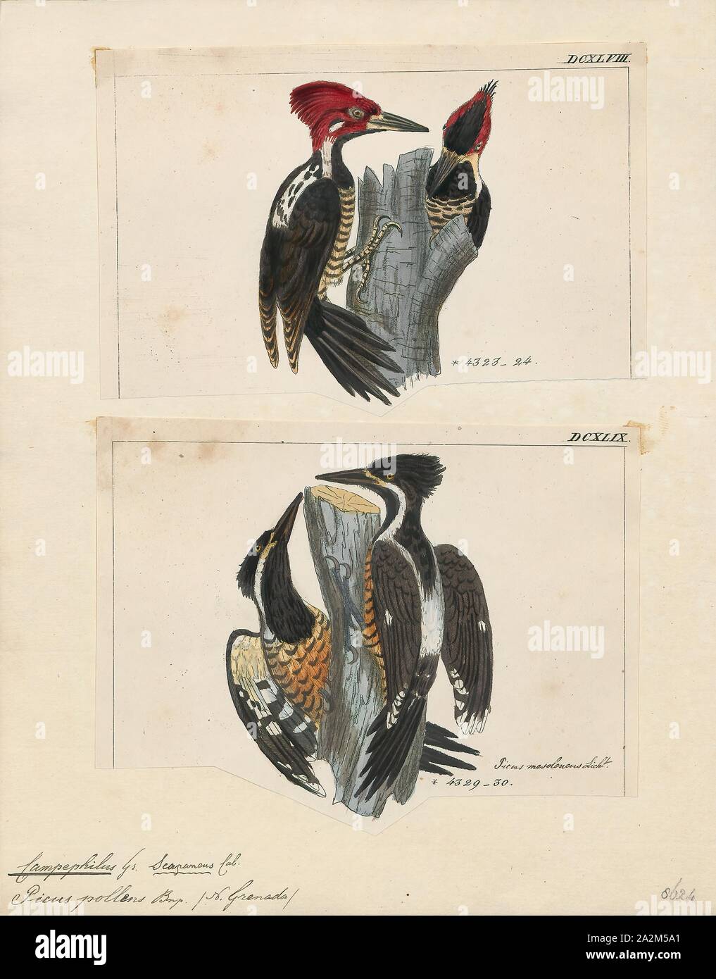 Campephilus pollens, Print, The powerful woodpecker (Campephilus pollens) is a species of bird in the family Picidae. It is found in Colombia, Ecuador, Peru, and Venezuela. This little-known species is a large woodpecker, 33–38 cm (13–15 in) long, and is a close relative to the North American ivory-billed woodpecker., 1700-1880 Stock Photo