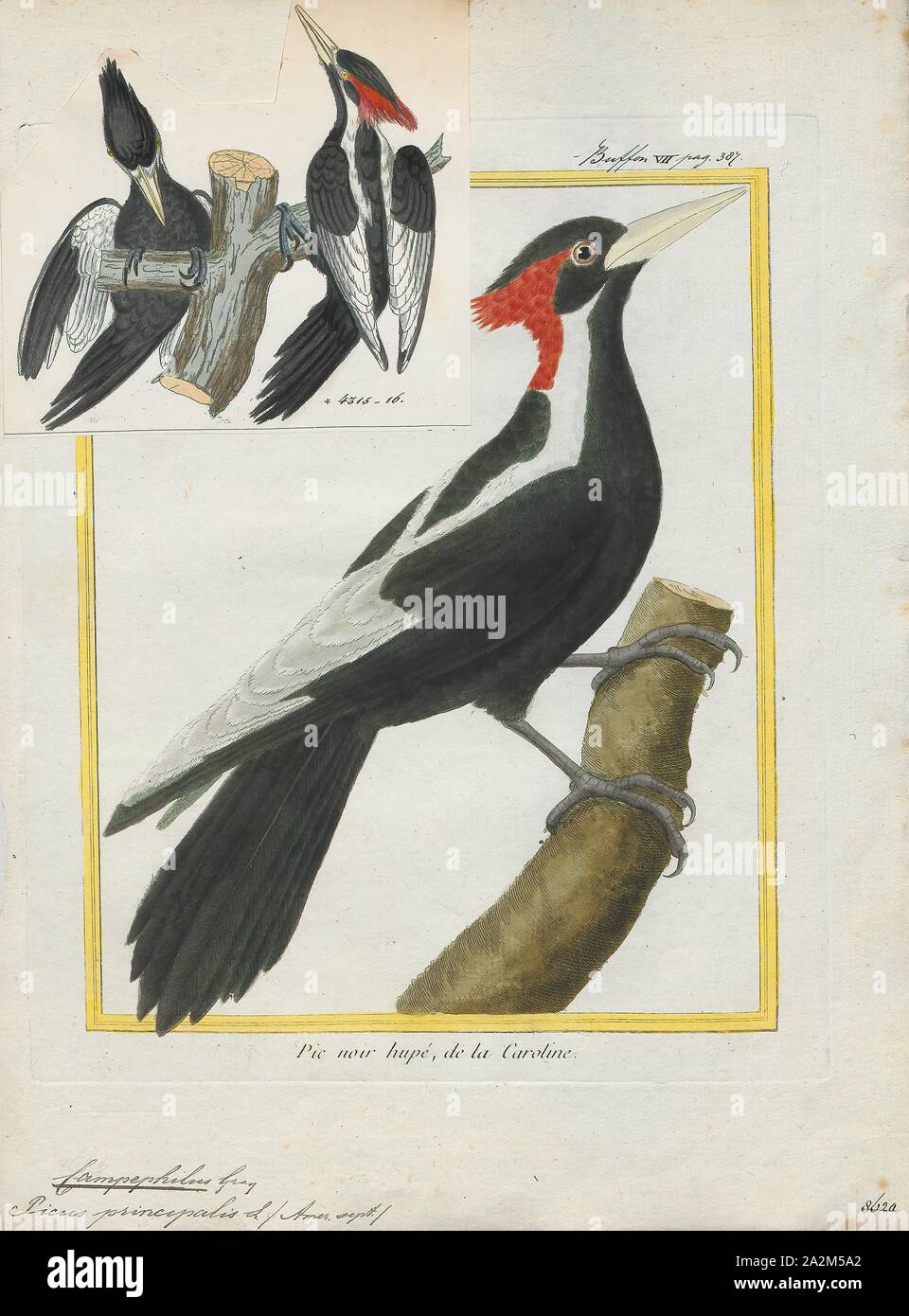 Campephilus Principalis Print The Ivory Billed Woodpecker Campephilus Principalis Is One Of The Largest Woodpeckers In The World At Roughly 20 Inches 51 Cm Long And 30 Inches 76 Cm In Wingspan It
