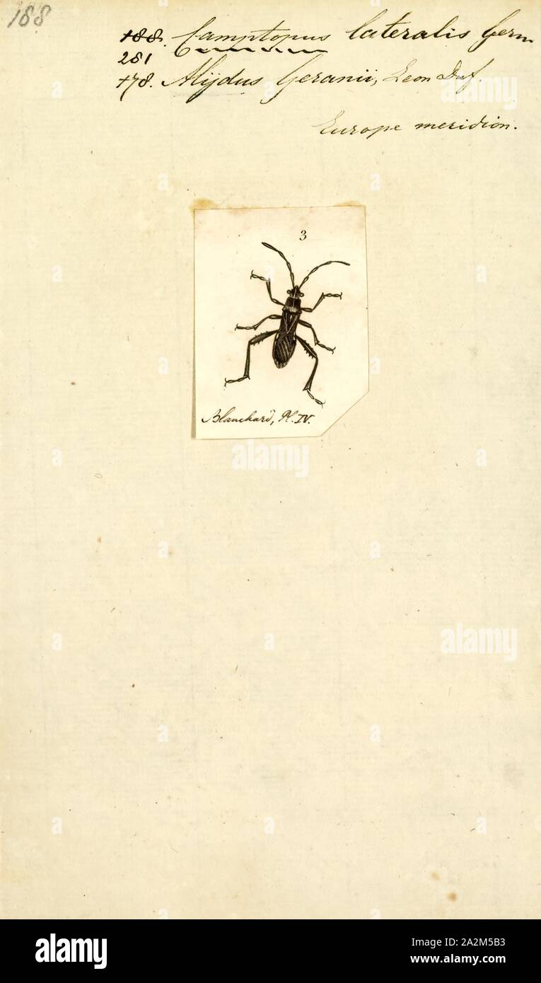 Camptopus, Print, Camptopus is a genus of true bugs belonging to the family Alydidae, subfamily Alydinae Stock Photo