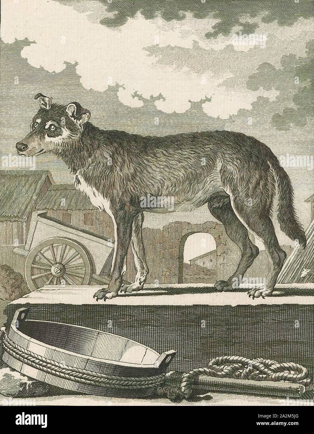 Canis lupus familiaris, Print, The domestic dog (Canis lupus familiaris  when considered a subspecies of the wolf or Canis familiaris when  considered a distinct species) is a member of the genus Canis (