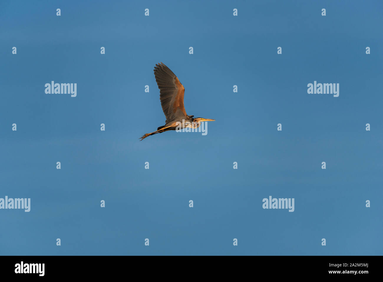Puple heron flying Stock Photo