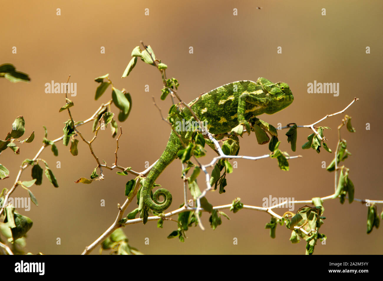 Mediterranean chameleon (Chamaeleo chamaeleon) זיקית מובהקת Stock Photo