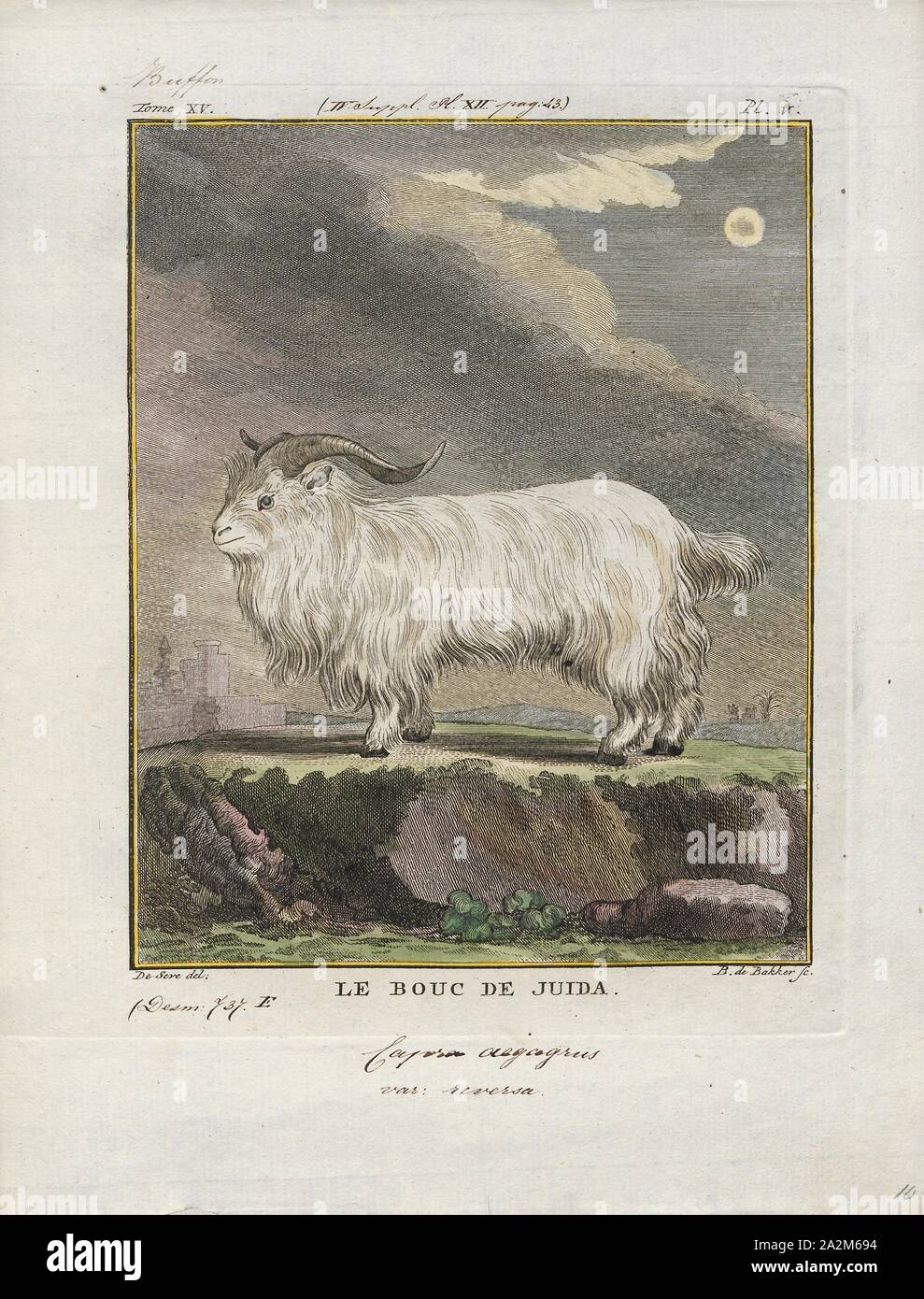 Capra aegagrus var. reversa, Print, 1700-1880 Stock Photo