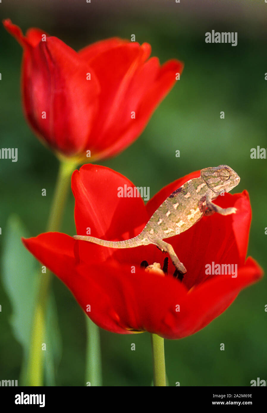 Mediterranean chameleon (Chamaeleo chamaeleon) זיקית מובהקת Stock Photo