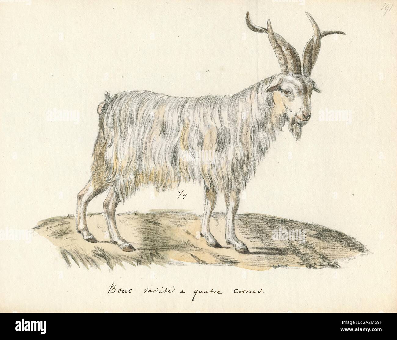 Capra Hircus Print The Domestic Goat Or Simply Goat Capra Aegagrus Hircus Is A Subspecies Of C Aegagrus Domesticated From The Wild Goat Of Southwest Asia And Eastern Europe The Goat Is