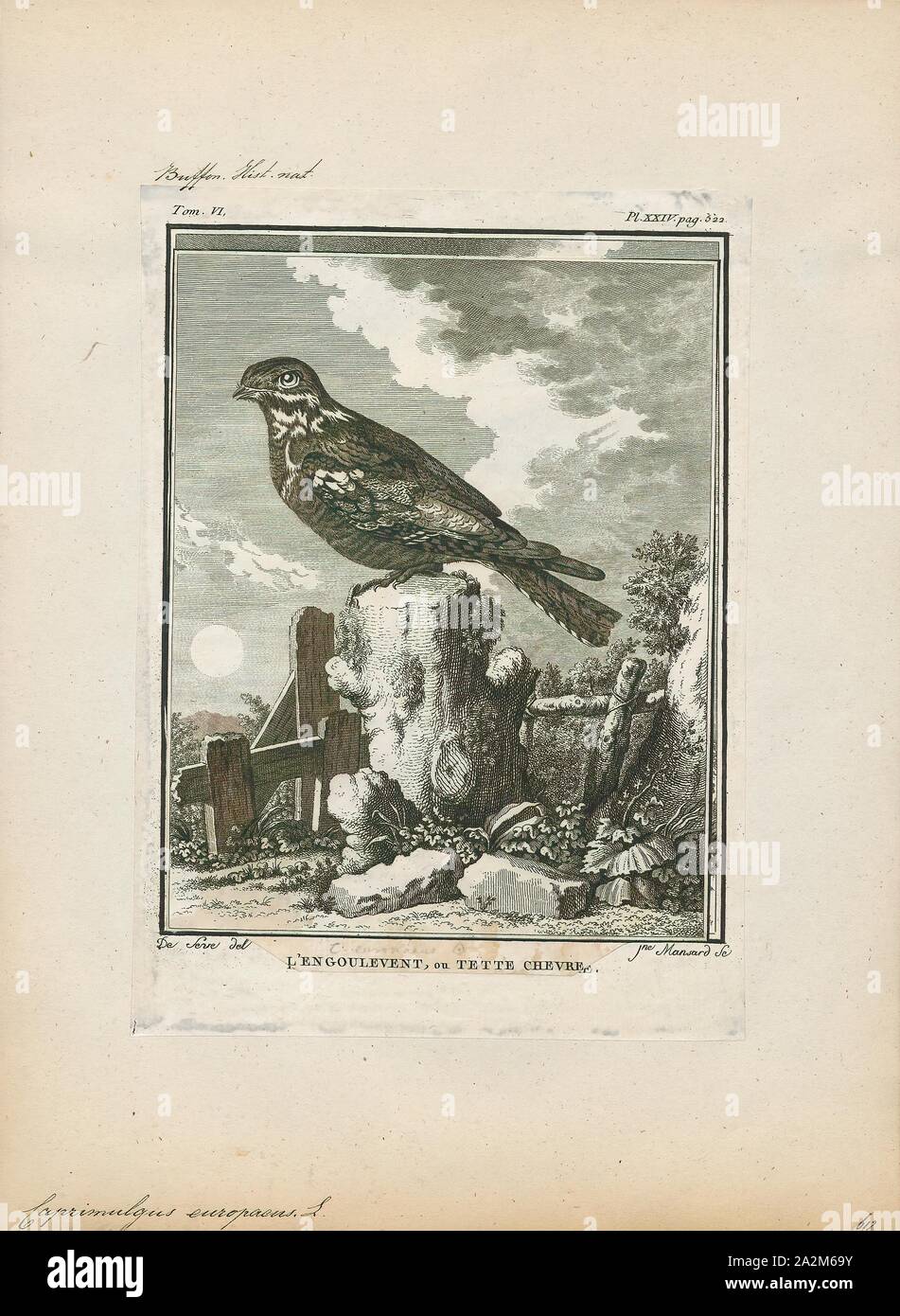 Goatsucker hi-res stock photography and images - Alamy