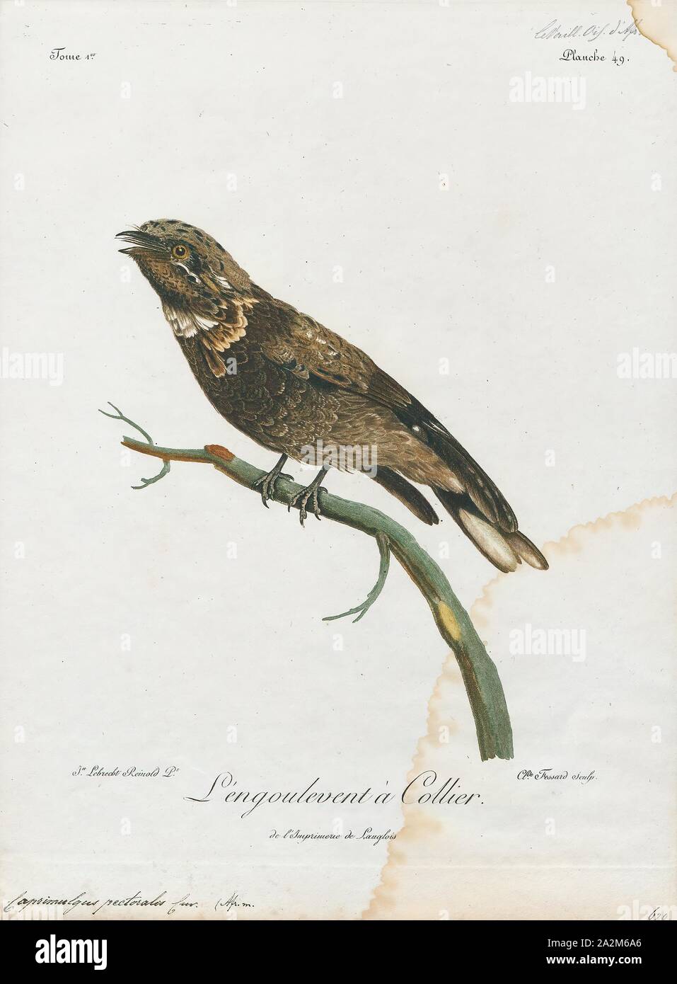 Caprimulgus pectoralis, Print, The fiery-necked nightjar (Caprimulgus pectoralis) is a species of nightjar in the family Caprimulgidae, which occurs in Africa south of the equator. Its distinctive and frequently uttered call is rendered as 'good-lord-deliver-us'. It is replaced in the tropics by a near relative, the black-shouldered nightjar. In addition to the latter, it forms a species complex with the Montane and Ruwenzori nightjars., 1796-1808 Stock Photo