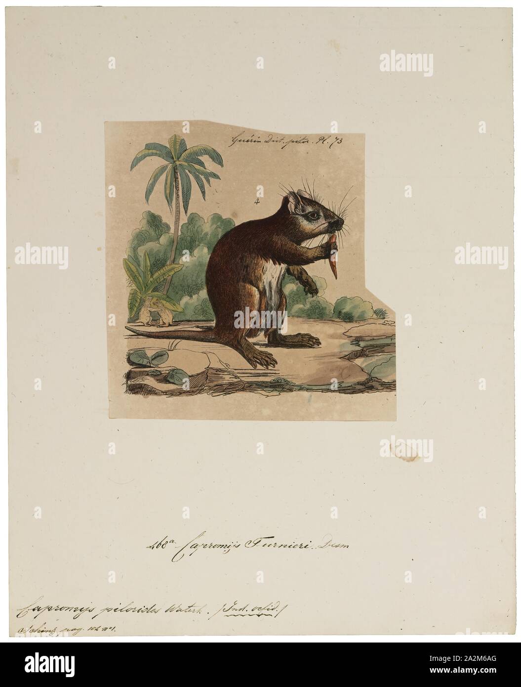 Capromys pilorides, Print, The Desmarest's hutia (Capromys pilorides), also known as the Cuban hutia, is a species of rodent endemic to Cuba, although an extinct subspecies is known from the Cayman Islands. Weighing up to 8.5 kg (19 lb), it is the largest of the extant species of hutia (the extinct giant hutias were far larger)., 1700-1880 Stock Photo