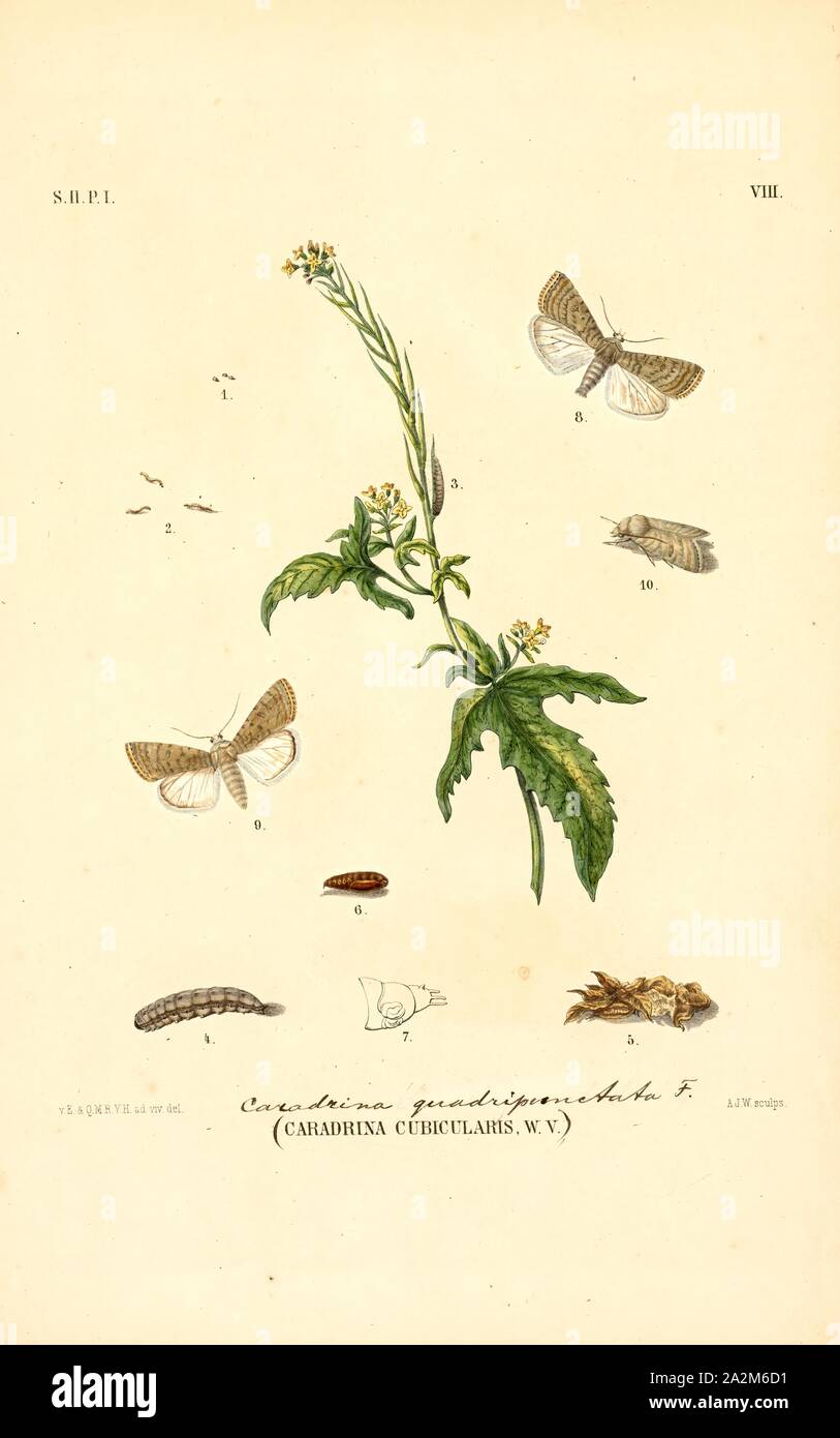 Caradrina, Print, Caradrina is a genus of moths of the family Noctuidae. The genus was erected by Ferdinand Ochsenheimer in 1816. It is divided into eight subgenera, including Paradrina and Platyperigea, which are treated as separate genera by some authors Stock Photo