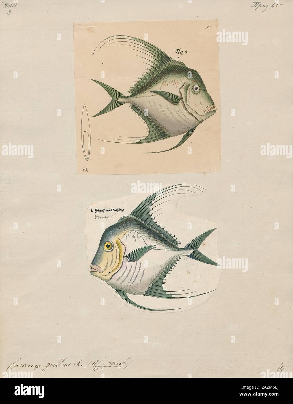 Caranx gallus, Print, The Indian threadfish (Alectis indica), also